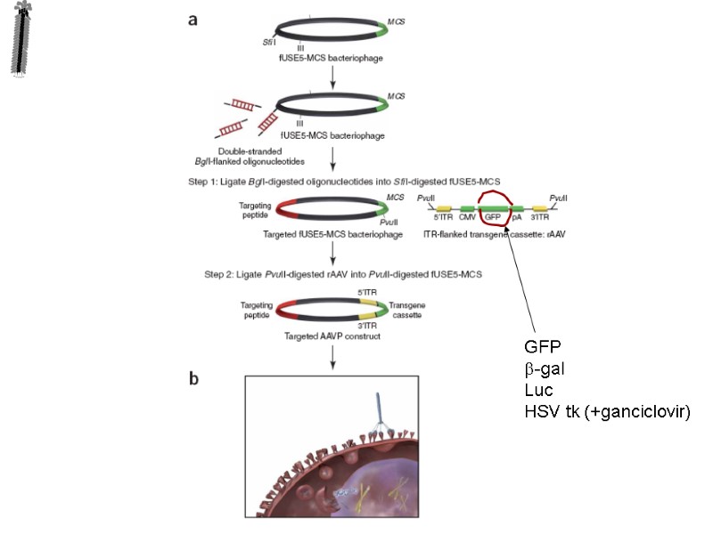 GFP b-gal Luc HSV tk (+ganciclovir)